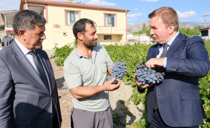 Vali Aydoğdu, Üzümlü’de Üzüm Hasadına Katıldı