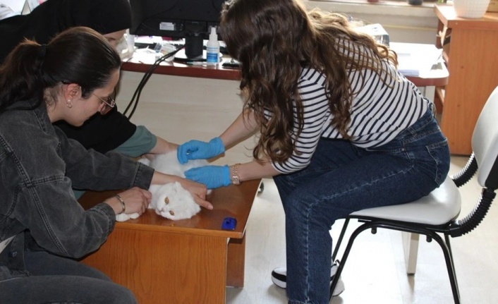 Kedi ve Köpek Sahipleri Dikkat