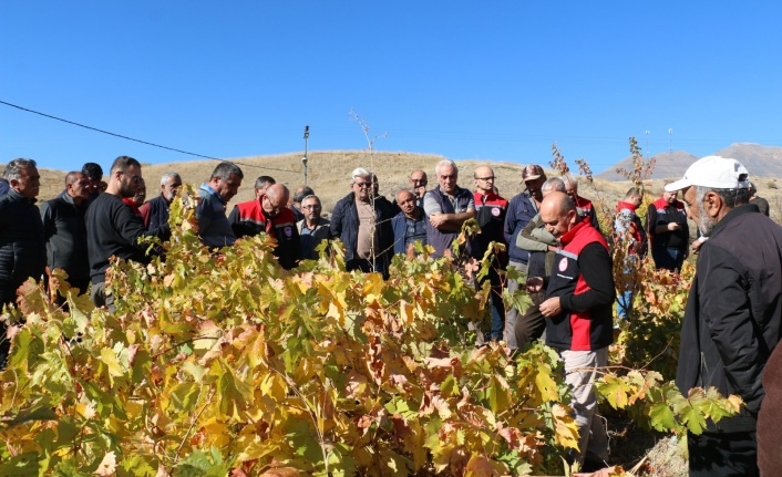 Üzüm bağlarında  eğitimler başladı