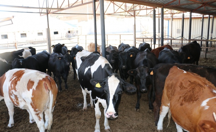 Erzincan'da Besilik Erkek Sığır Karkas Desteği Başvuruları Başladı