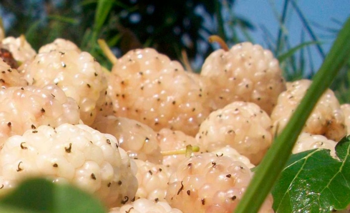 Erzincan'da Kapama Dut Bahçesi Tesisi Projesi Başvuruları Başladı