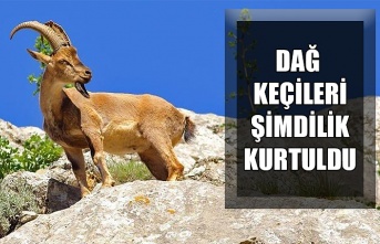 DAĞ KEÇİLERİ ŞİMDİLİK KURTULDU