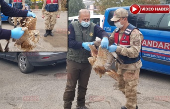 Yaralı Kızıl Şahine Jandarma Şefkati