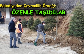 Kemaliye Belediyesinden Örnek Ağaç Duyarlılığı