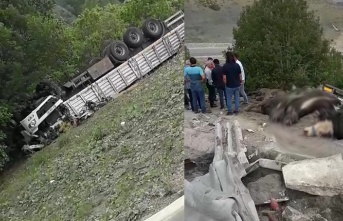 Büyükbaş hayvan yüklü TIR devrildi; 1 ölü