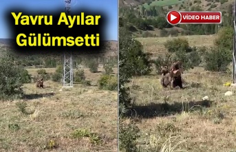 Yavru Boz Ayılar Kameraya Takıldı