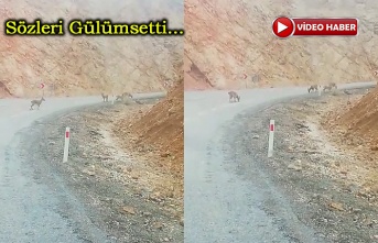 Yola inen yavru dağ keçilerini görüntüledi