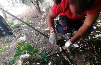 Kuyuya düşen 3 yavru köpek kurtarıldı