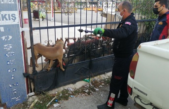 Kapıya sıkışan köpeği itfaiye kurtardı