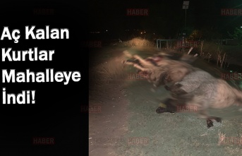 Kurtlar mahalleye indi, yaklaşık 20 koyunu telef etti