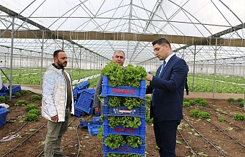 Erzincan’da seralarda zemheri ayında hasat sürüyor