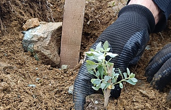 Erzincan’da Tuz Çalısı Deneme Sahası Oluşturuldu