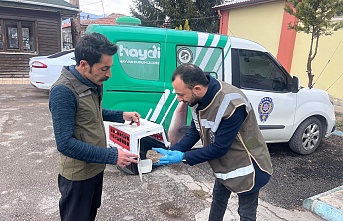 Yaralı baykuş yavrusu tedavi altına alındı