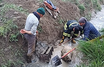 Sulama kanalına düşen koyun kurtarıldı