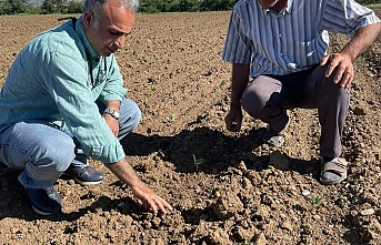 Erzincan’da kuru fasulye üretimindeki düşüş hakkında çalışma yapıldı