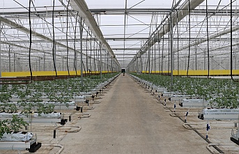 Jeotermal serada ilk dönemde 700 ton domates hasadı yapıldı