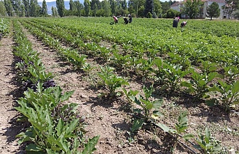 Erzincan’da basınçlı sulamaya yüzde 50 hibe başvuruları başladı