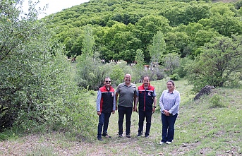 Erzincan’ da kadın muhtar, hayvancılıkta örnek oluyor