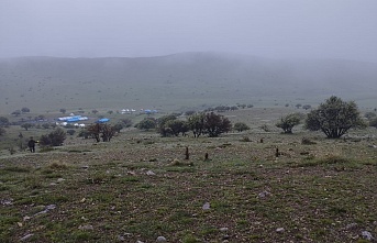 Erzincan’da kurtlar gece saatlerinde kuzulara saldırdı