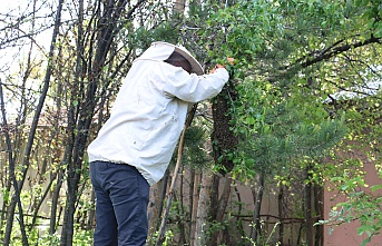 Erzincan’da Oğul Sezonu Bereketli Geçiyor