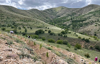 Erzincan dağlarında fidanlar yetişiyor