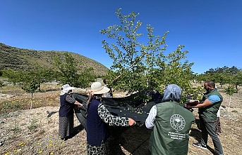 Erzincan dut hasadına başladı