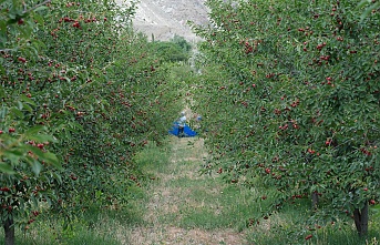 Erzincan’da hasadı başladı