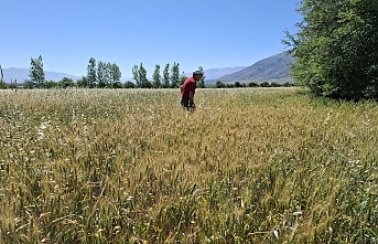 Erzincan’da hasat öncesi sıkı denetim