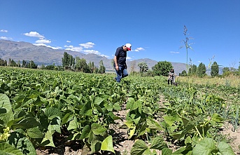 Erzincan’da TAKE Projesi Kapsamında Yeni Kuru Fasulye Çeşitleri Yetiştiriliyor