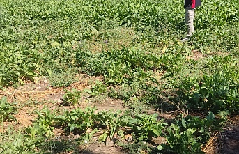 Tarım Arazileri Yakından Takipte