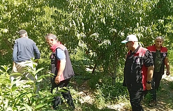 Üzümlü’de Meyve Bahçelerine Yakın Takip