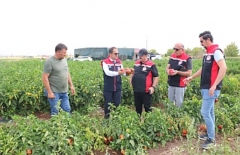 Erzincan’da  Üç Yeni Çeşitle Büyük Başarı