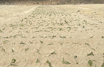 Kemaliye’de salep üretimi başladı