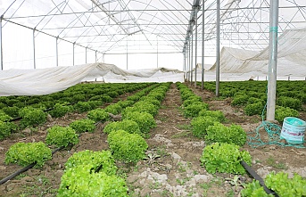 Erzincan’da Kar Altında Seralarda Üretim Sürüyor