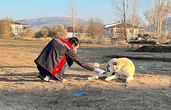 Sokak köpeklerine kuduz aşısı