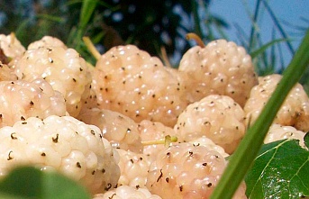 Erzincan'da Kapama Dut Bahçesi Tesisi Projesi Başvuruları Başladı