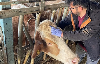 Kemaliye’de Şap Hastalığına Karşı Sero-Surveyans Çalışması Yapıldı