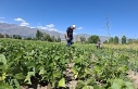 Erzincan’da TAKE Projesi Kapsamında Yeni Kuru Fasulye...