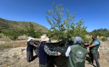 Erzincan dut hasadına başladı