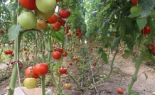 Erzincan, seracılık alanında üretmeye devam ediyor