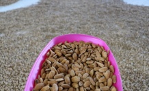 Kemaliye’de Bademle Gelen Dönüşüm