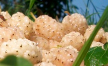 Erzincan'da Kapama Dut Bahçesi Tesisi Projesi Başvuruları Başladı