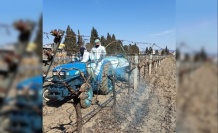 Çiftçilere Kritik Uyarı: Bordo Bulamacı Uygulama Zamanı Başladı