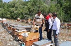 Erzincan’da ilk hasat