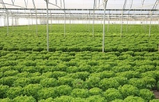 Erzincan seralarında yetiştirilerek bölgeye sunuluyor