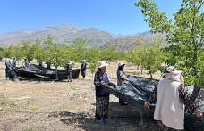 Erzincan’da Yüzde 70 Hibeli Anahtar Teslim Bahçeler Kurulacak