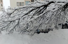 Ağaçlar Devrildi, Araçlar Zarar Gördü