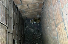 Havalandırma Boşluğuna Düşen Kedi İtfaiye Tarafından Kurtarıldı