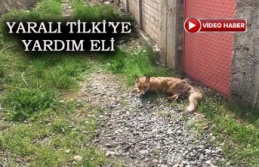 Yaralı Tilkiyi DKMP Ekiplerine Teslim Etti