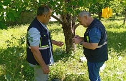 Erzincan’da kiraz sineği tuzakları ile popülasyon belirleniyor